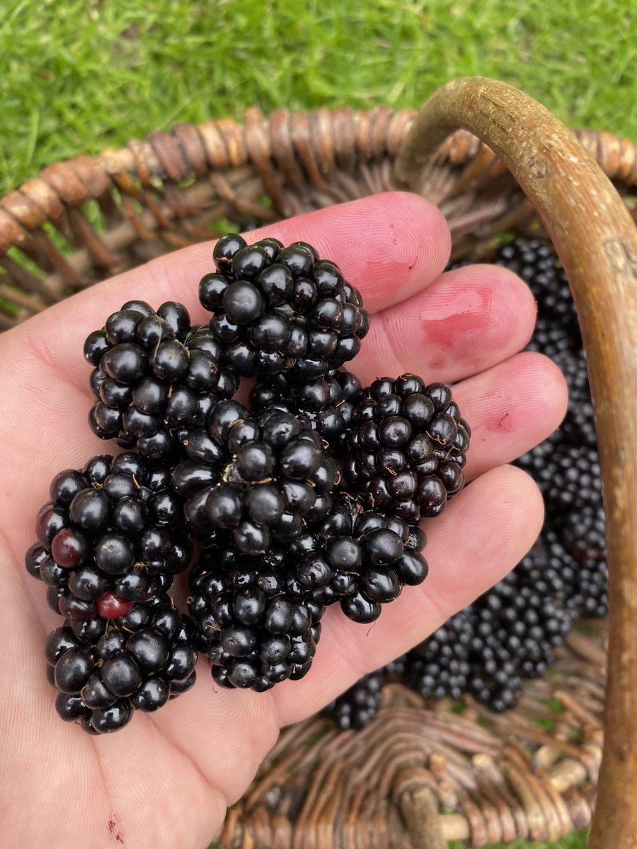 markjamesmunro's tweet photo. Wild blackberries season 😋 https://t.co/4DKCP8SGoS