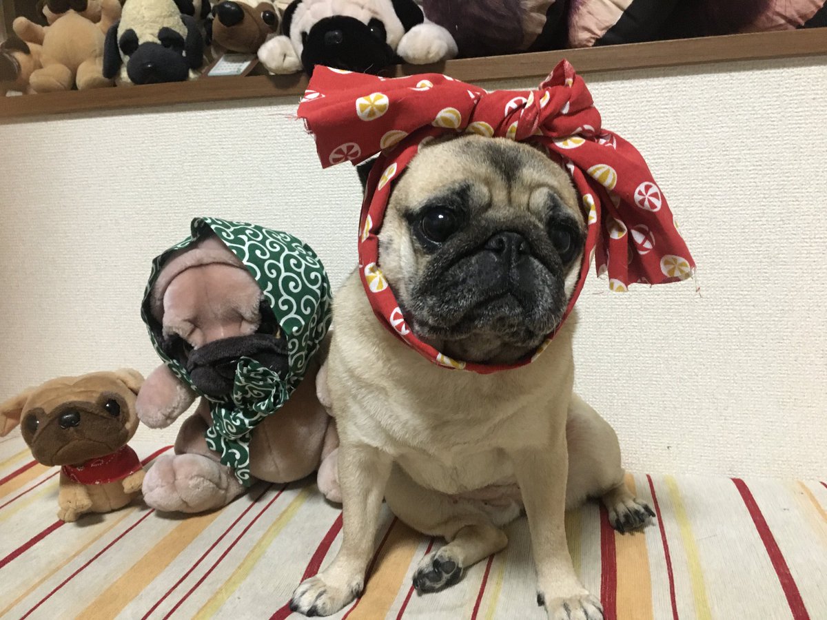 salsation パグが好き様 人間のお腹も股間も犬にとっては