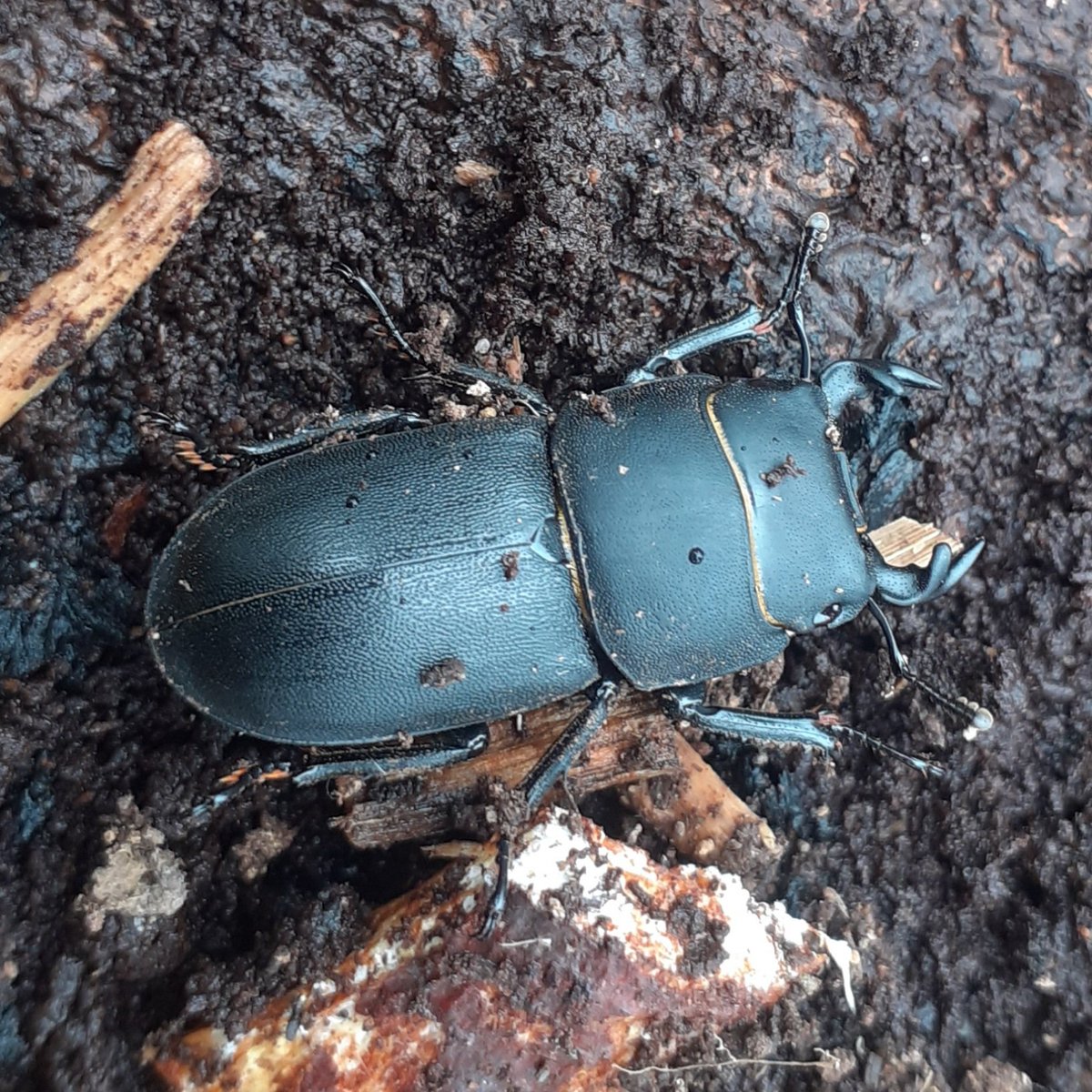 Had a quick session down at Hunderton Community garden yesterday. Quite rainy but some brave souls came out and found a Lesser Stag Beetle, Dorcus parallelipipedus. @clan_cic <a href="/HeritageFundUK/">The National Lottery Heritage Fund</a>