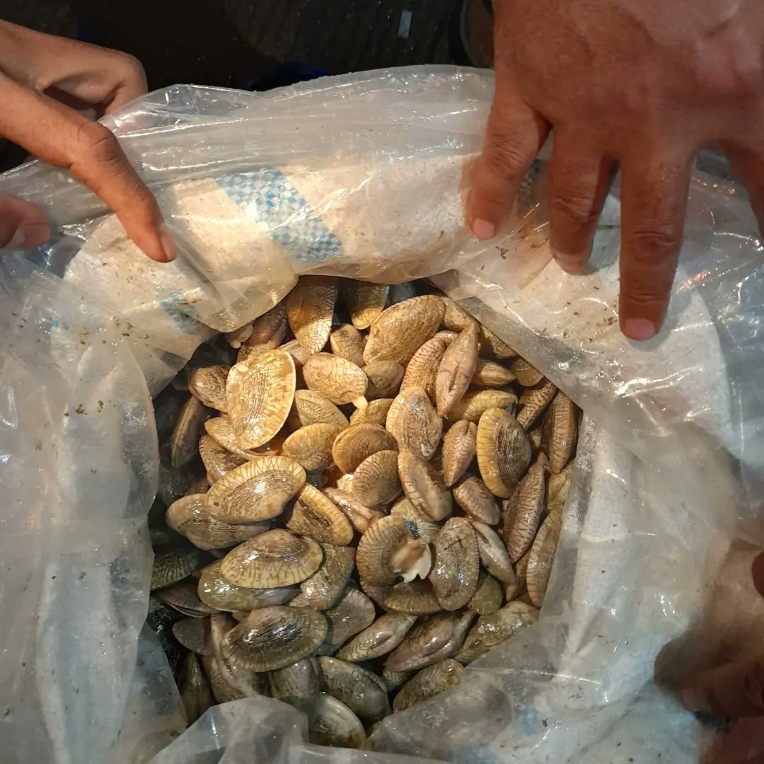 BKIPM_Langsa's tweet photo. #onehealthkipm Stuffing dinihari Kerang Batik Hidup dari kuala Langsa tujuan Pelabuhan Satun Thailand
#KKPThrive 
#MenteriKKP 
#MenteriTrenggono 
#EkonomiBiru https://t.co/kkqF66LhxK