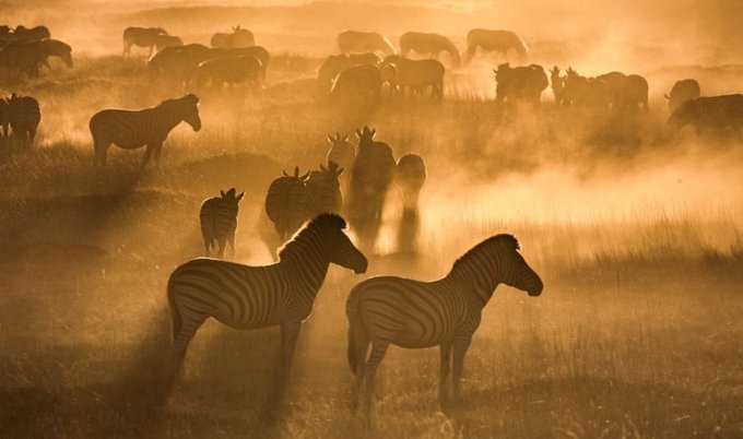 Unleash your spirit of adventure at Ruaha National Park in Tanzania.

For bookings: 
📲+254 – 748 717 387
📧info@toafrika.com

#RuahaNationalPark #Tanzania #Africa #Wildlife #Safari #Adventure #Nature
