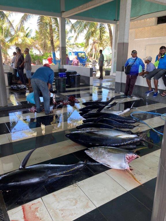 MNP_FvmUthuru's tweet photo. Recognizing the economic impact of fish pricing, @MNP_Secretariat under @nazim7878 seeks to create a resilient local fish market in #Fuvahmulah, ensuring stable prices &amp; consistent supply.

Their efforts show their determination to uplift communities.

#UjaalaaZamaan
#nazim2023✅ https://t.co/OaFSSMyabY