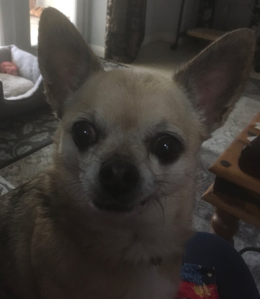 LelJoyce's tweet photo. #IfPetsWorkedCustomerService โIโm Tilly, Iโm here to help. What can I do for you today?โ https://t.co/7rp0tbD09D