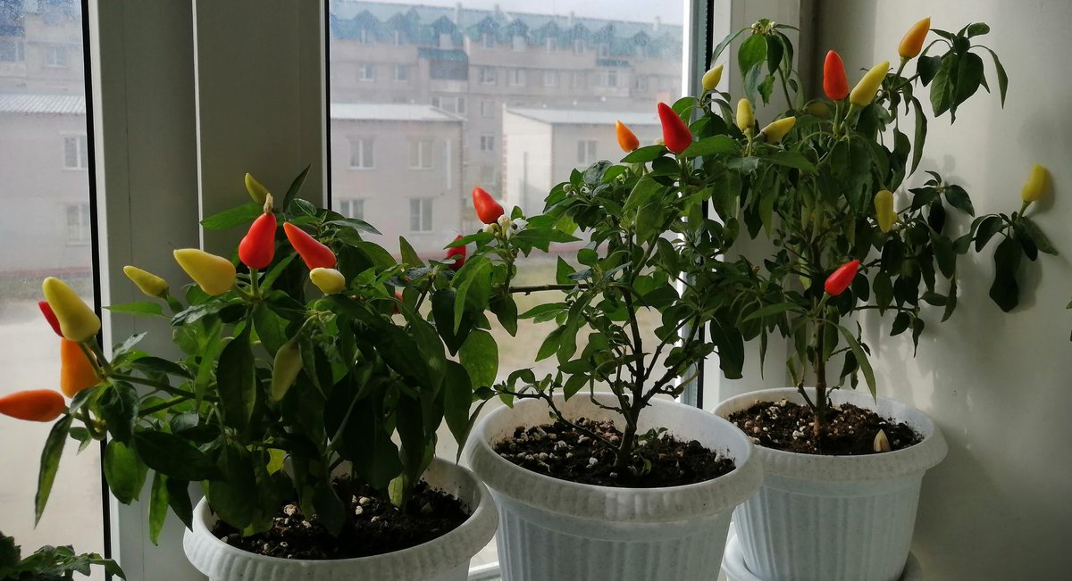 Остренький 🌶️🌶️🌶️ жгучий!