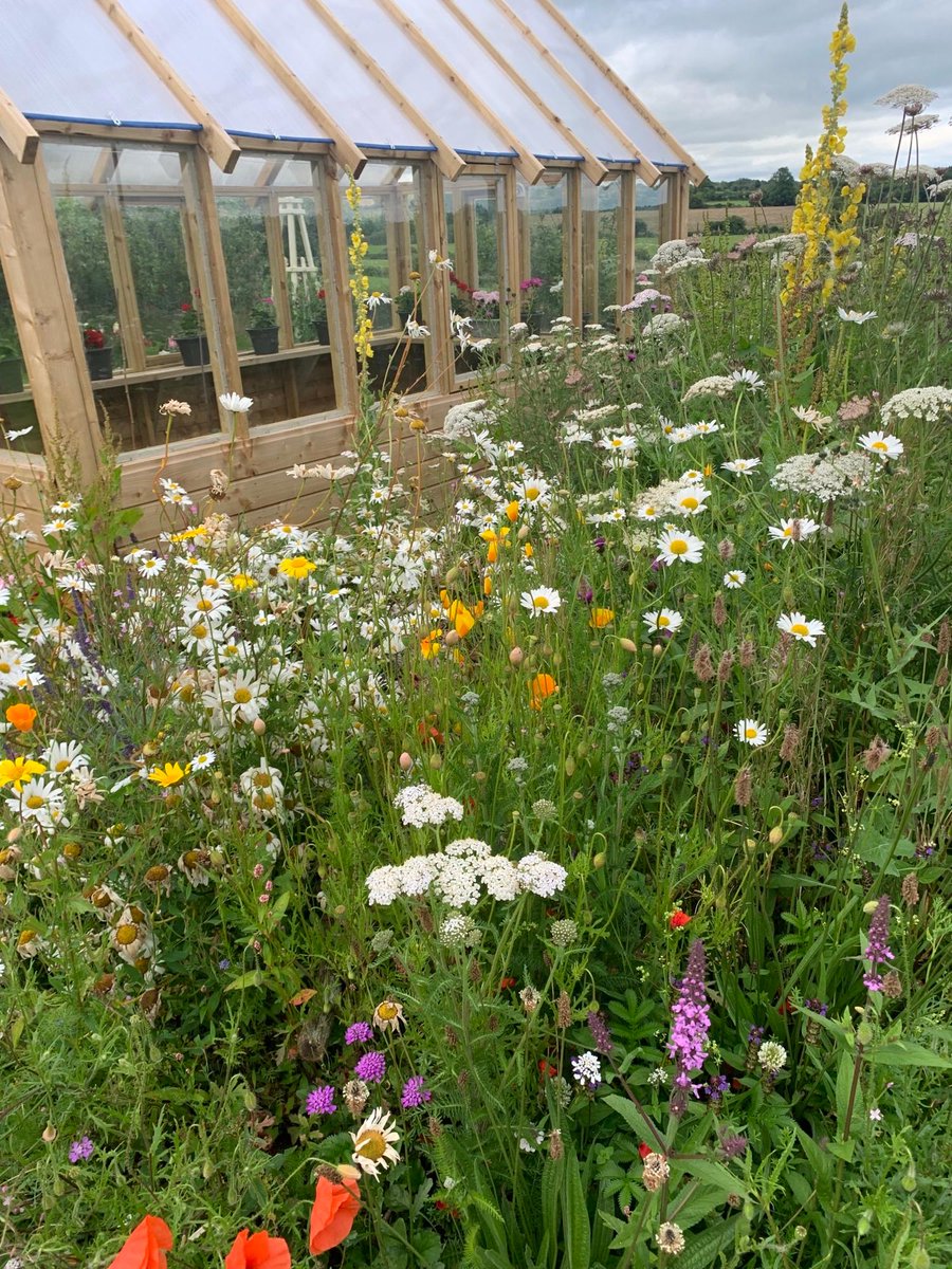 Did you know, beneficial predatory insects help to organically control pests and reduce pesticide application in the garden? Wildflowers provide shelter and food for predatory insects such as ladybirds, giving you a miniature army of pest-controlling helpers.