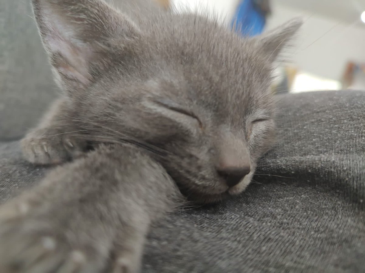 BmxCfamily's tweet photo. Our purrrrrfect friends #bcssmxcfamily #bcssfamily #attemployees #lifeatatt Intentional Always! #bcssamazingcat https://t.co/hdjxzbhJRs