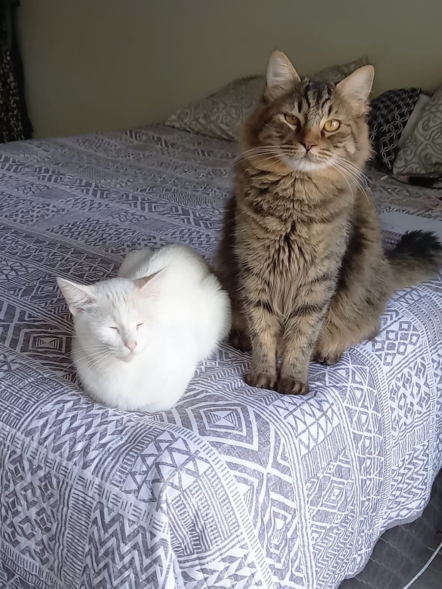 BmxCfamily's tweet photo. Our purrrrrfect friends #bcssmxcfamily #bcssfamily #attemployees #lifeatatt Intentional Always! #bcssamazingcat https://t.co/hdjxzbhJRs