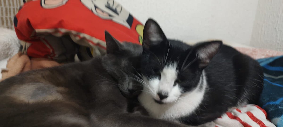 BmxCfamily's tweet photo. Our purrrrrfect friends #bcssmxcfamily #bcssfamily #attemployees #lifeatatt Intentional Always! #bcssamazingcat https://t.co/hdjxzbhJRs
