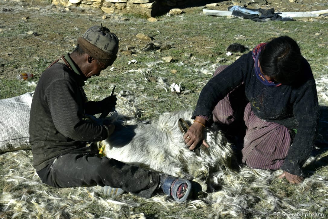 CoexConsortium's tweet photo. Pashmina goats not only provide the finest and warmest wool, they also contribute to the economy of Ladakh. The Changpa, a semi-nomadic community in eastern Ladakh, have a deep cultural bond with these goats, whose wool they believe is beneficial to health. @lobzangncf @Dorjayncf https://t.co/VunwPPX8ae