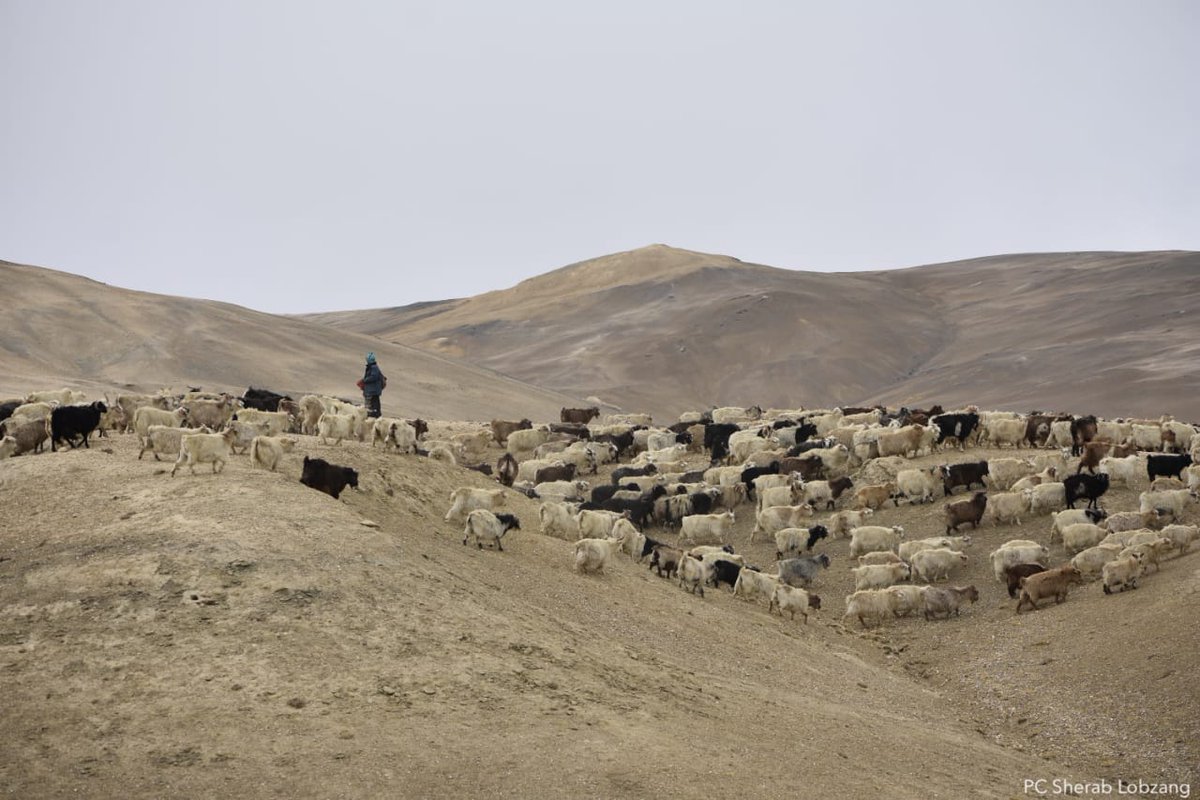 CoexConsortium's tweet photo. Pashmina goats not only provide the finest and warmest wool, they also contribute to the economy of Ladakh. The Changpa, a semi-nomadic community in eastern Ladakh, have a deep cultural bond with these goats, whose wool they believe is beneficial to health. @lobzangncf @Dorjayncf https://t.co/VunwPPX8ae