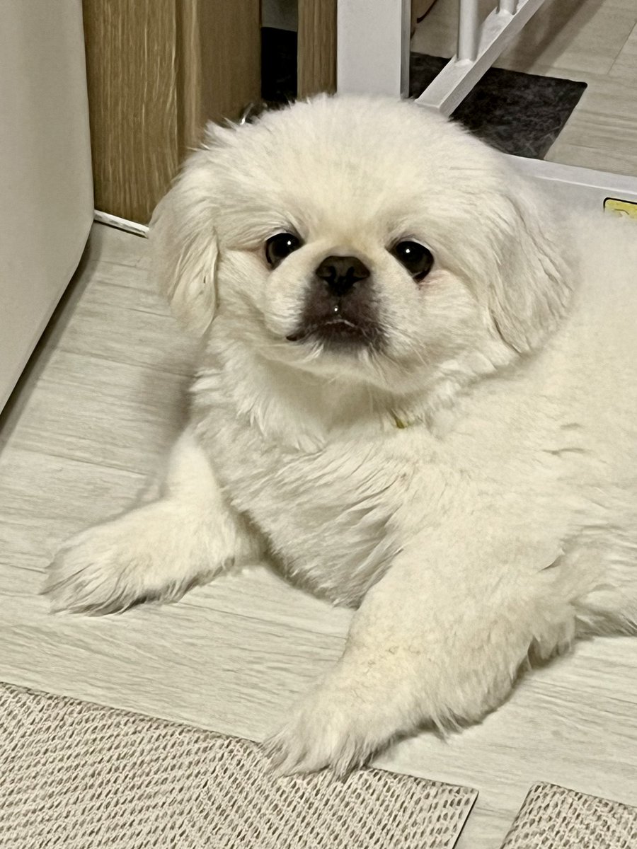 zzoggany's tweet photo. 한참 자다가 저녁 시간 다 되니까 일어났는데 털 잔뜩 눌리고 콧물도 대롱대롱 매달려 있음 https://t.co/Y61BzhbNDk