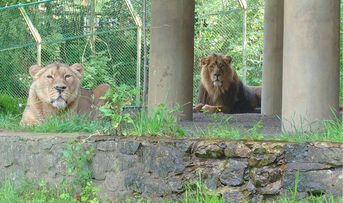 Dudley Zoo tweet media