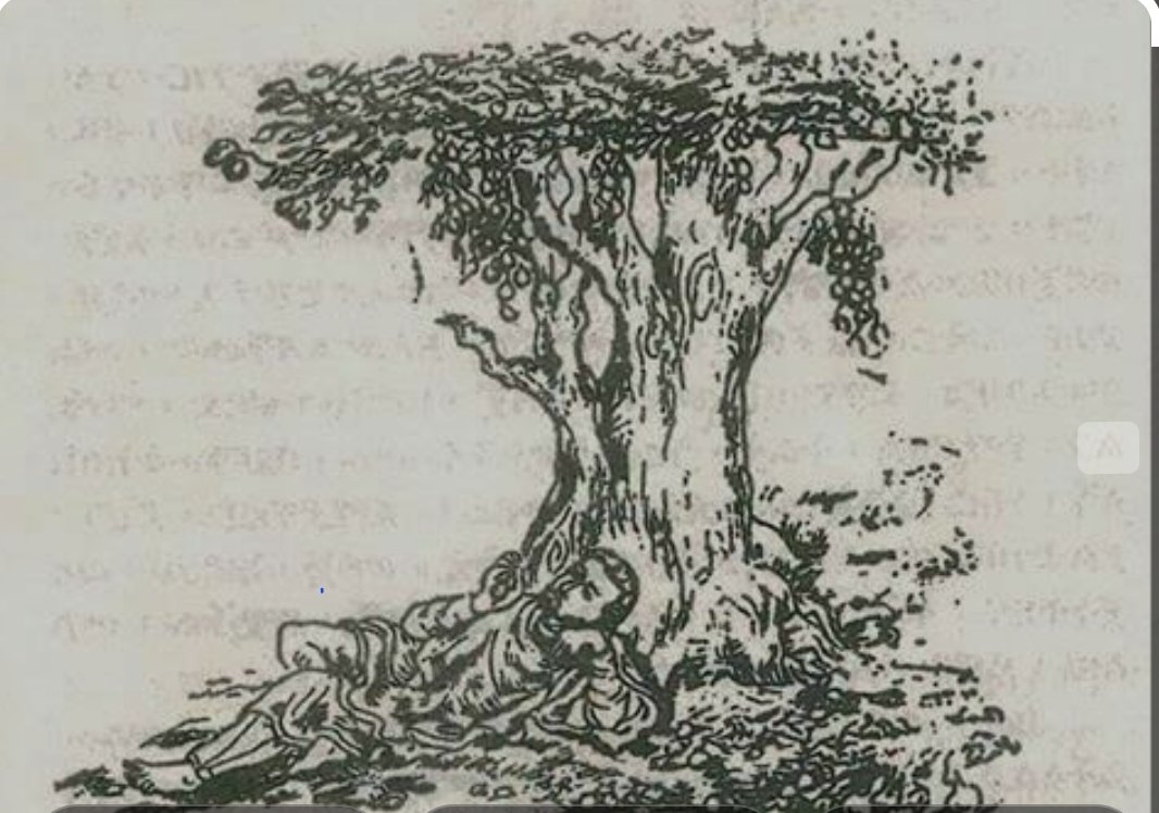 የሾላ ዛፍና የዱባ ፍሬ