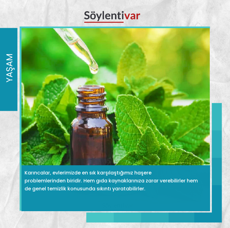 Karıncaları Evden Kovmak İçin En İyi 5 Çözüm #soylentivar,#fyp,#kesfet #karinca #yasam #temizlik