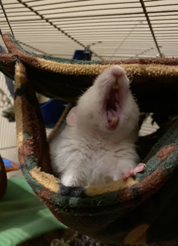 dailybeanbabies's tweet photo. sleepy rat https://t.co/cIfOIajUKT