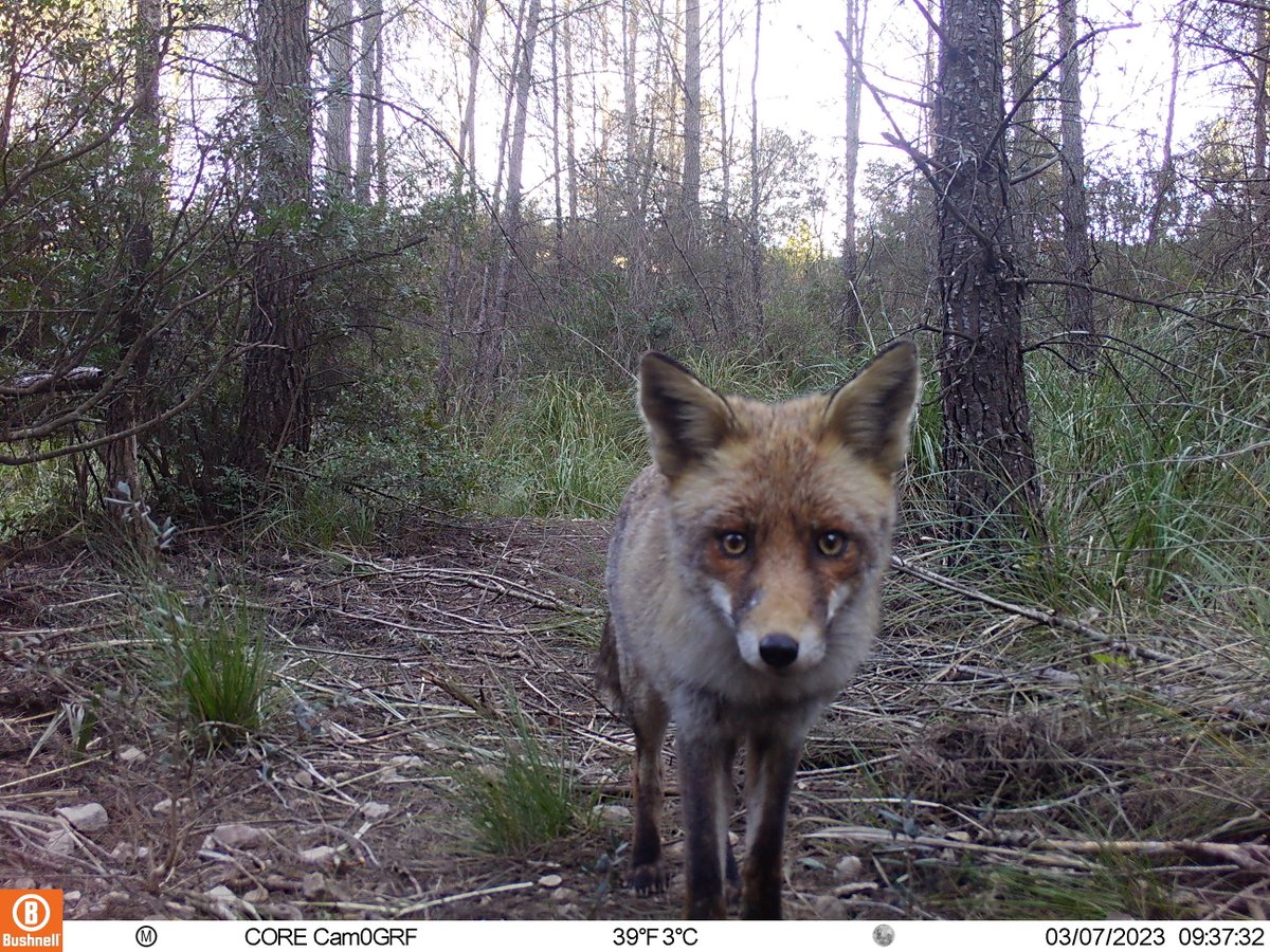 diba's tweet photo. 🦊Saps que la guineu és el carnívor més detectat a quatre parcs de la @xarxadeparcs? 

A molta distància la segueixen el teixó, la fagina i la geneta. Els menys abundants? El gat fer i la marta!

Consulta les dades:
✅https://t.co/pzK620bcrv https://t.co/e34wNGEyHB