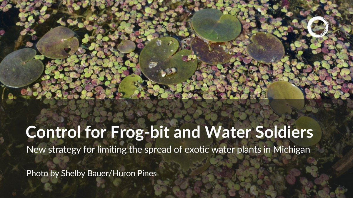 circleofblue's tweet photo. The Galerucella beetle is a biocontrol for invasive purple loosestrife. A similar strategy could work for another  species threatening  the #GreatLakes.

Learn more
https://t.co/WUKirwYRg0

#frogbit #water #environment #nature #climate #invasive #michigan #canada https://t.co/YDjlacW3cW