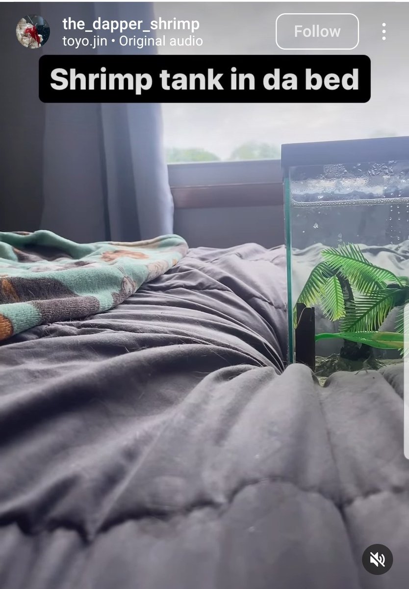 woodmuffin's tweet photo. Shrimp IG is on another level https://t.co/P4kt3I4X86
