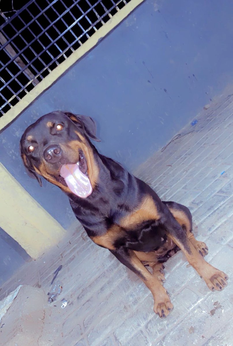 Orlami_lekan's tweet photo. @MrBlackOG GHOST 🐶 https://t.co/3aeyVGv0ZK