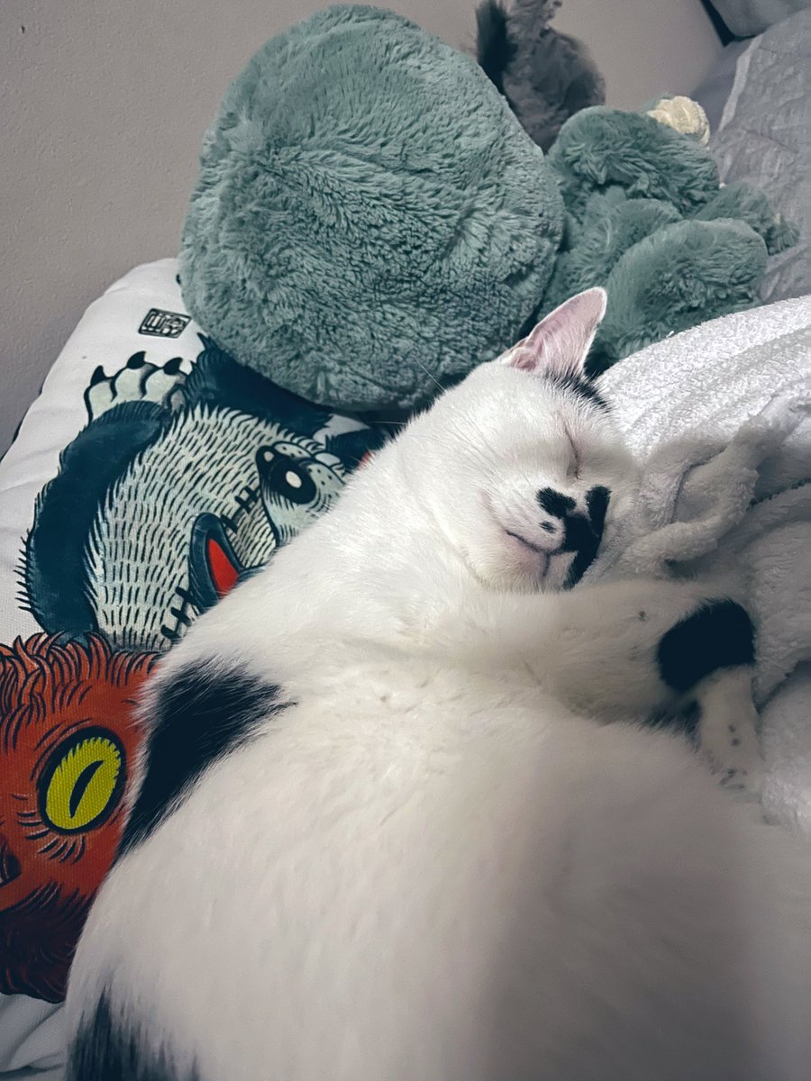 「私「あれ?この部屋で一番輝いていてしぬほど可愛い猫のてんまるがいない」下のコ「布」|石黒亜矢子のイラスト