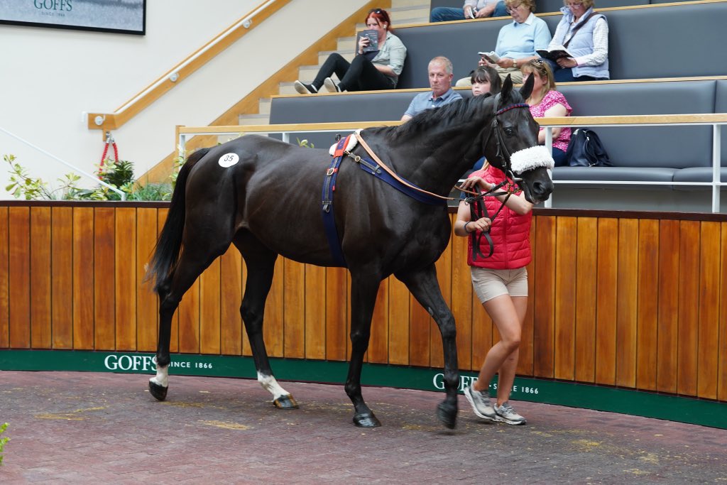 rpbloodstock's tweet photo. Lot 85: A new top lot of the Goffs August Sale as dual Grade 2-winning chaser Third Time Lucki sells to Fergal O'Brien for £190,000. 
~
Consigned by Jamie Railton on behalf of owner Mike Newbould, the son of Arcadio won nine times under rules for Dan Skelton. https://t.co/Kvf2yFrHrB