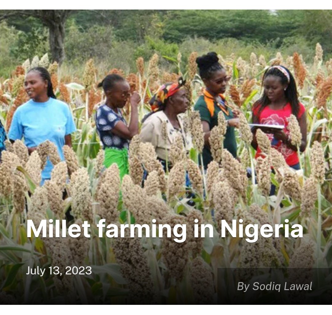Millet farming in Nigeria

Read more here 👇🏾 farmingfarmersfarms.com/2023/07/13/mil…

#Agriculture #Environment #Entrepreneur #Technology #Farming #Farmers #AgriBusiness #NaijaFarmers #Nigeria #Farms #Insecurity #News #Newspaper #Food #Online #Africa #ZeroHunger #Wednesday #Millet #MilletFarming