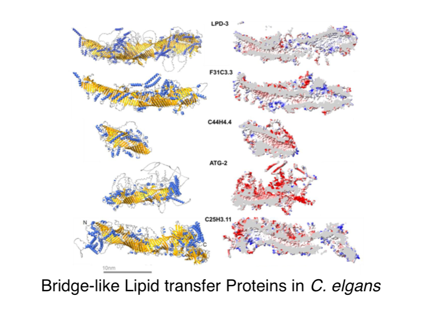 contactctc (@contactctc) on Twitter photo We have a new review from Dengke Ma & colleagues (<a href="/UCSF/">UC San Francisco</a>), who describe bridge-like lipid transfer proteins in worms.
journals.sagepub.com/doi/full/10.11…
This includes their own finding of a therapy that repairs the worm model of a rare human genetic disorder arising from loss of BLTP1/LPD-3 We have a new review from Dengke Ma & colleagues (<a href="/UCSF/">UC San Francisco</a>), who describe bridge-like lipid transfer proteins in worms.
journals.sagepub.com/doi/full/10.11…
This includes their own finding of a therapy that repairs the worm model of a rare human genetic disorder arising from loss of BLTP1/LPD-3