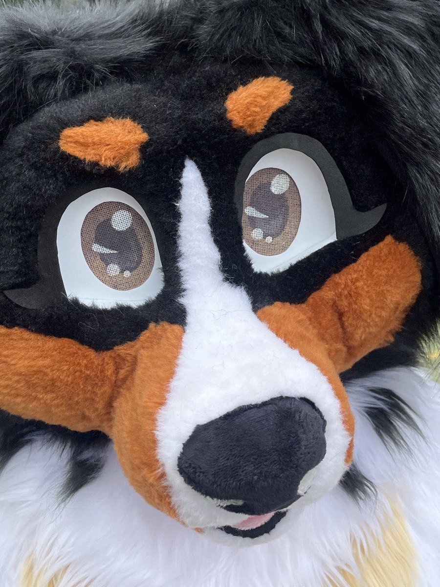 MissyHyperDog's tweet photo. Who will this very shy doggo see on @eurofurence  😁😅🫣 https://t.co/6gwYVSP3kD