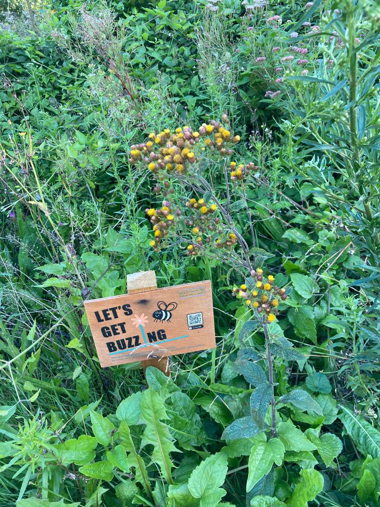 A sighting of a rare plant in the park today - the Ploughman’s Spikenard
#fosydneygardens #visitbath #holburnemuseum #bathmums #bathnewseum #bathnesparks #bathwick