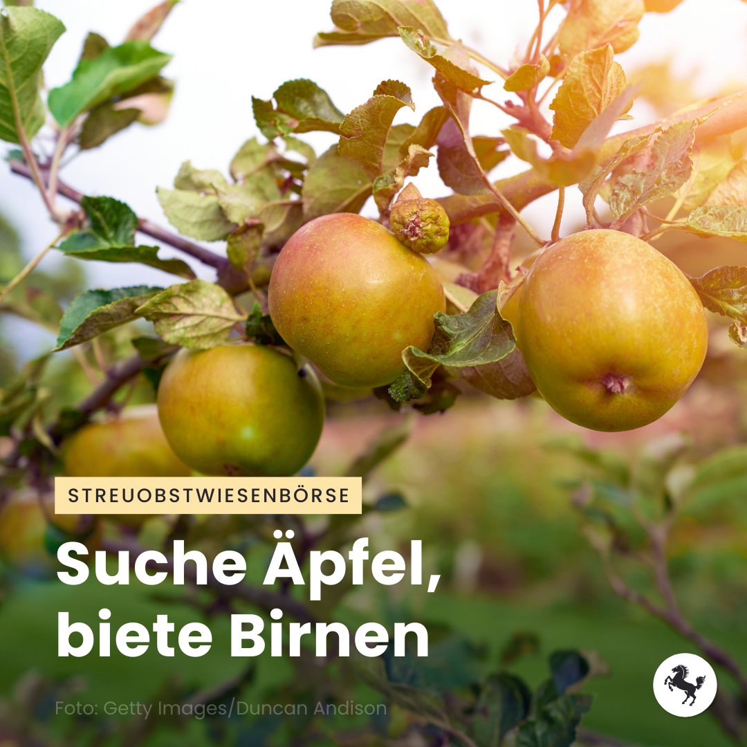 Foto von Äpfeln an einem Ast, Text Streuobstiwesenbörse Suche Äpfel, biete Birnen