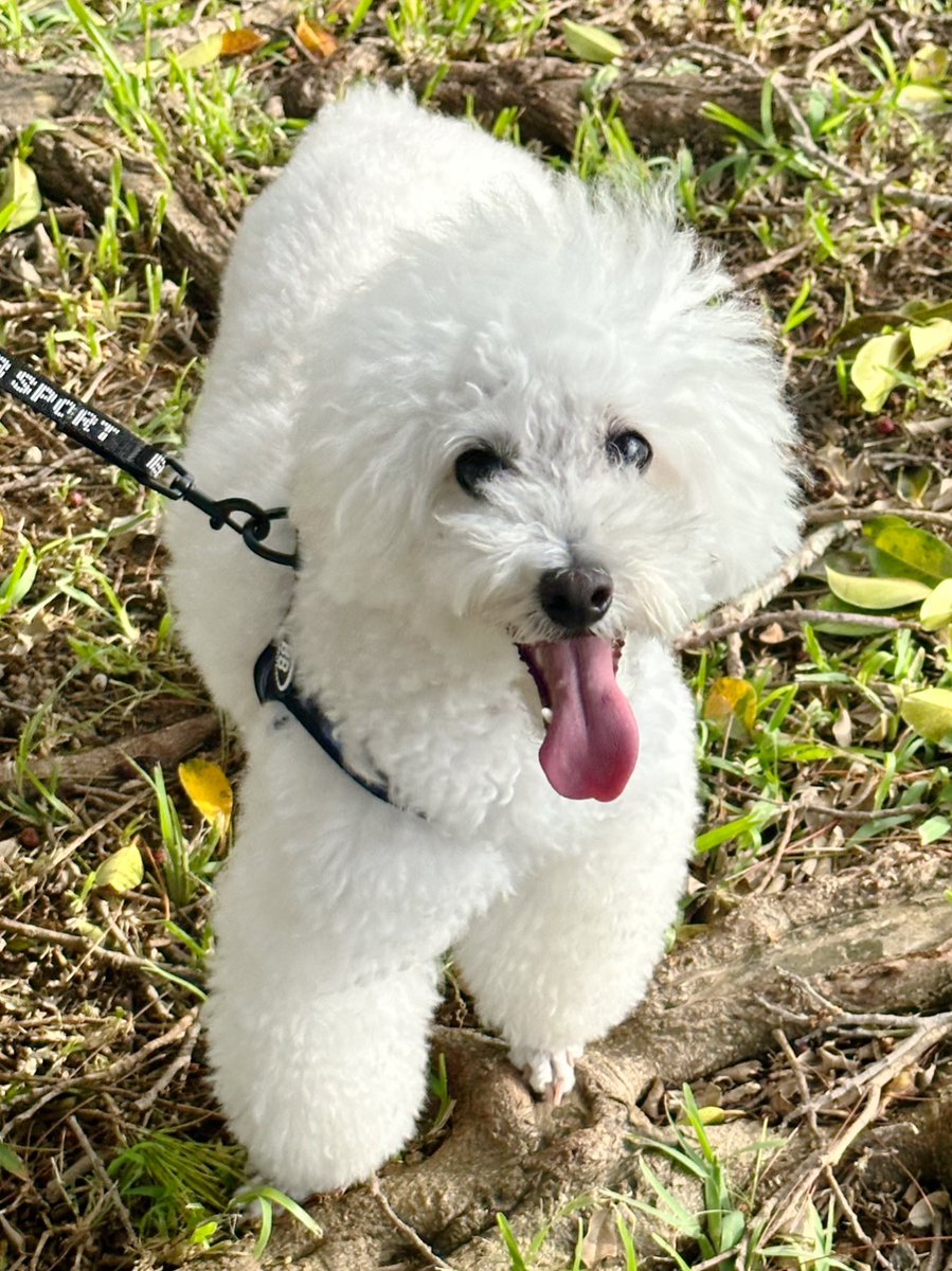 maru_afro's tweet photo. 新しいハーネス購入☺️
あふろは散歩中に…
少々引っ張り癖があるので…
気管に負担が少ないと言われる
バディーベルトを買いました🥰
機能性、通気性、デザイン
全部、良い感じ🥰

#犬のいる暮らし
#犬好きさんと繋がりたい
#トイプードル
#トイプードルホワイト
#沖縄トイプー https://t.co/5Pu4FZ8eLv