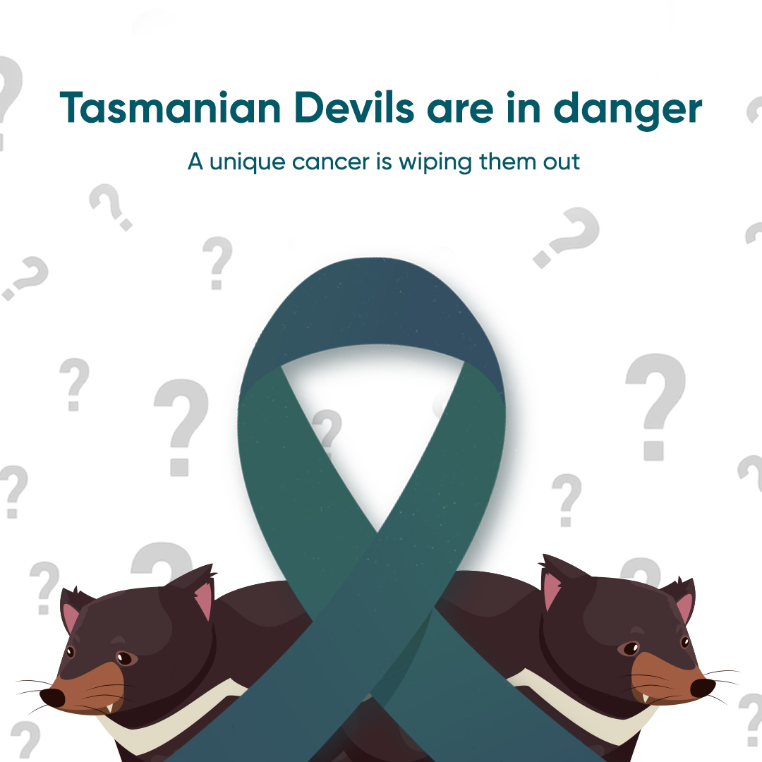 Surgeon_Onco's tweet image. Tasmanian Devils - carnivorous mammals in Tasmania and Australia - are facing a unique health problem that is threatening their survival! The devil facial tumor disease (DFTD) has been devastating their populations in recent years.

#TasmanianDevils #dftd #CancerInAnimals