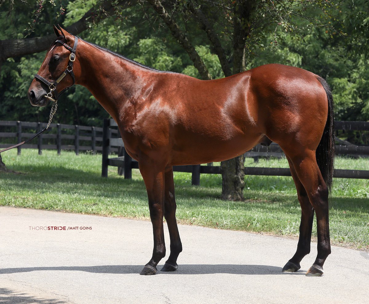 Lucas Marquardt (@thorostride) on Twitter photo πFolks at <a href="/IndianCreekKy/">Indian Creek</a> always do a terrific job and had a huge knock with this $3.2 million INTO MISCHIEF colt. Bred by Jeff Drown and Don Rachel + purchased by <a href="/ZedanRacing/">Zedan Racing Stables, Inc</a> - congrats y'all!
- <a href="/spendthriftfarm/">Spendthrift Farm</a> <a href="/FasigTiptonCo/">Fasig-Tipton</a> <a href="/SRSutherland823/">Sarah Ryan Sutherland</a> <a href="/juan_agui89/">Juan Carlos Aguilar</a> <a href="/cesaragui13/">Cesar Aguilar</a> πFolks at <a href="/IndianCreekKy/">Indian Creek</a> always do a terrific job and had a huge knock with this $3.2 million INTO MISCHIEF colt. Bred by Jeff Drown and Don Rachel + purchased by <a href="/ZedanRacing/">Zedan Racing Stables, Inc</a> - congrats y'all!
- <a href="/spendthriftfarm/">Spendthrift Farm</a> <a href="/FasigTiptonCo/">Fasig-Tipton</a> <a href="/SRSutherland823/">Sarah Ryan Sutherland</a> <a href="/juan_agui89/">Juan Carlos Aguilar</a> <a href="/cesaragui13/">Cesar Aguilar</a>