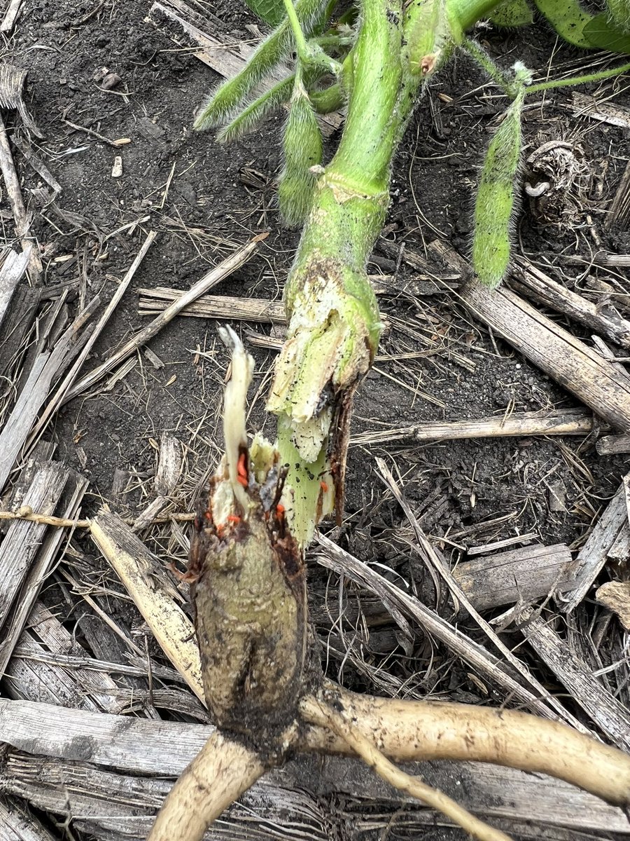 STHFARMS's tweet image. 2023 the year that keeps giving! My dog helped me find these🤦‍♂️