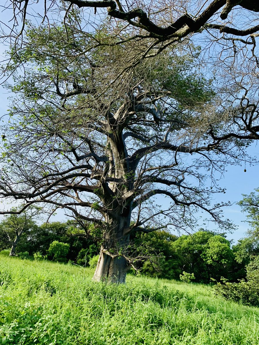 JallowDaniel's tweet image. Most Fridge owners here are lucky. As they can make ice blocks and local juices like this one below which is baobab juice which’s fruit is from a baobab tree. As the weather is really hot down here and most people can’t afford to get fridges in their own homes .@peaceisreason