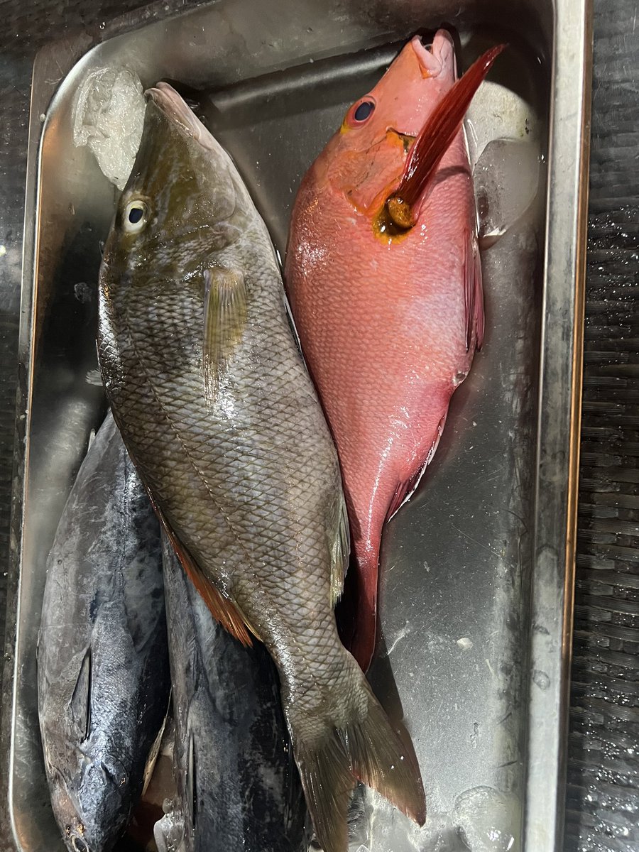 Pescado en Gili Air.