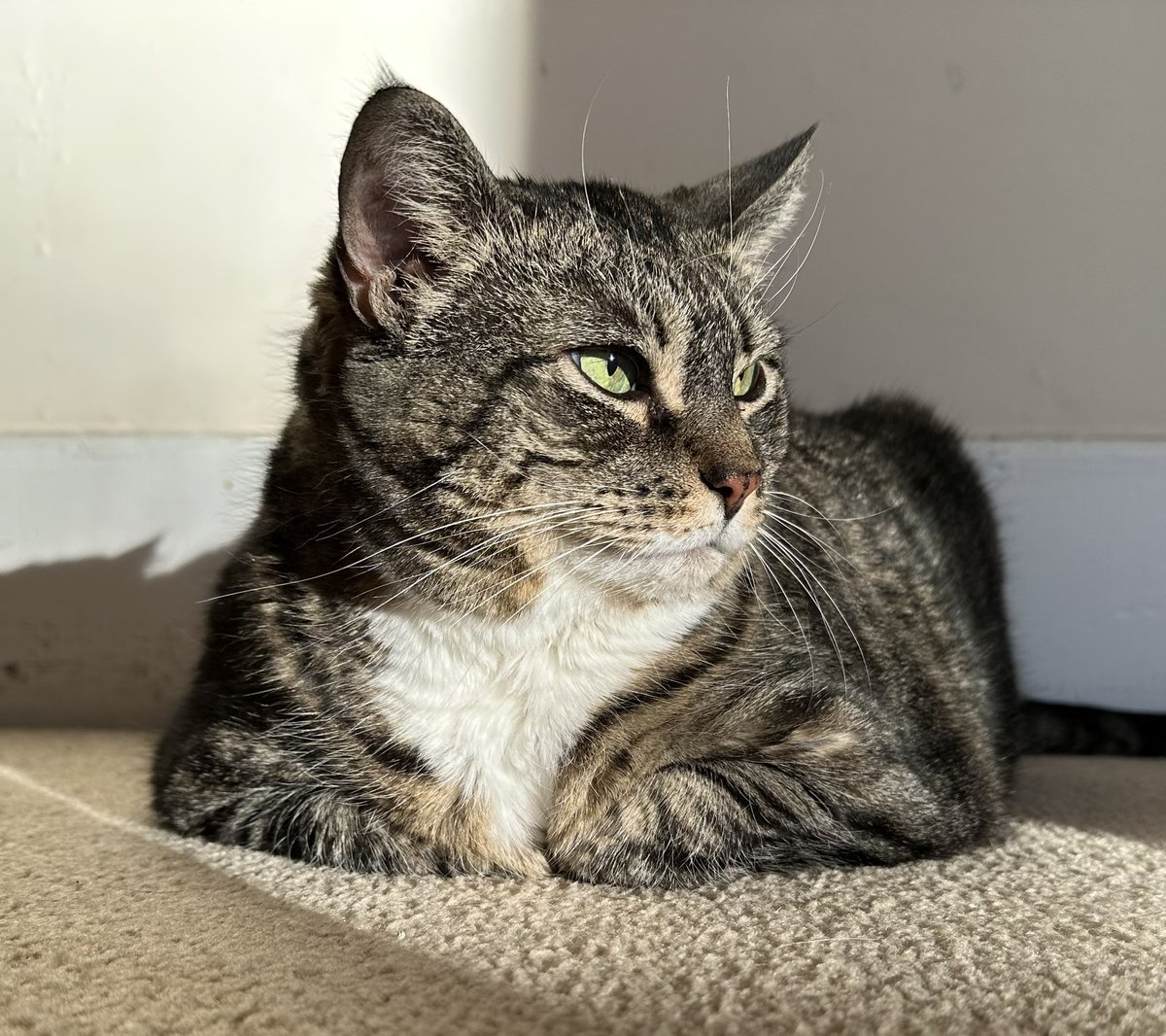 I didn't mention it at the time but last month Clem had a medical emergency after suffering a trachea tear that happened during a dental cleaning. She was hospitalized for 4 days, under 24/7 observation in an oxygen cage. It took another week to fully recover. She's a strong one.