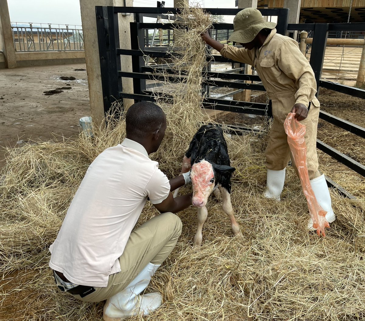 RICA_Rwanda's tweet photo. We're thrilled to share that our inaugural female calf, born on campus, delivered her own calf today. This lineage is a cornerstone for vital data collection, propelling our research forward. Stay tuned for the insights &amp; innovation this will bring. @Rwanda_Edu; @RwandaAgri; https://t.co/0H3aCBPY0y