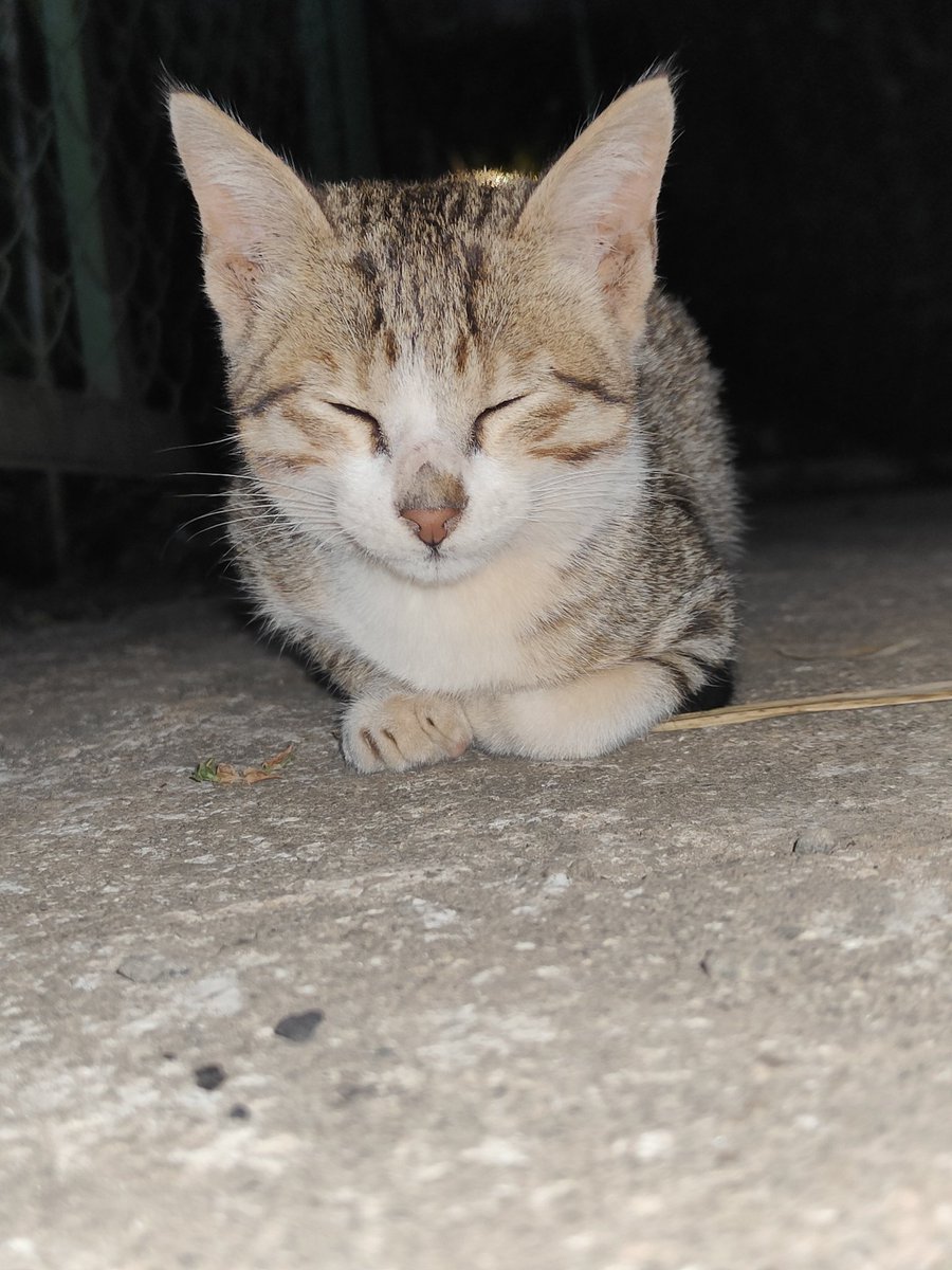 bkannan321's tweet image. #OnePlus #OnePlus9RT #Cats #Tanjore #BigTemple #Moon #NightSky