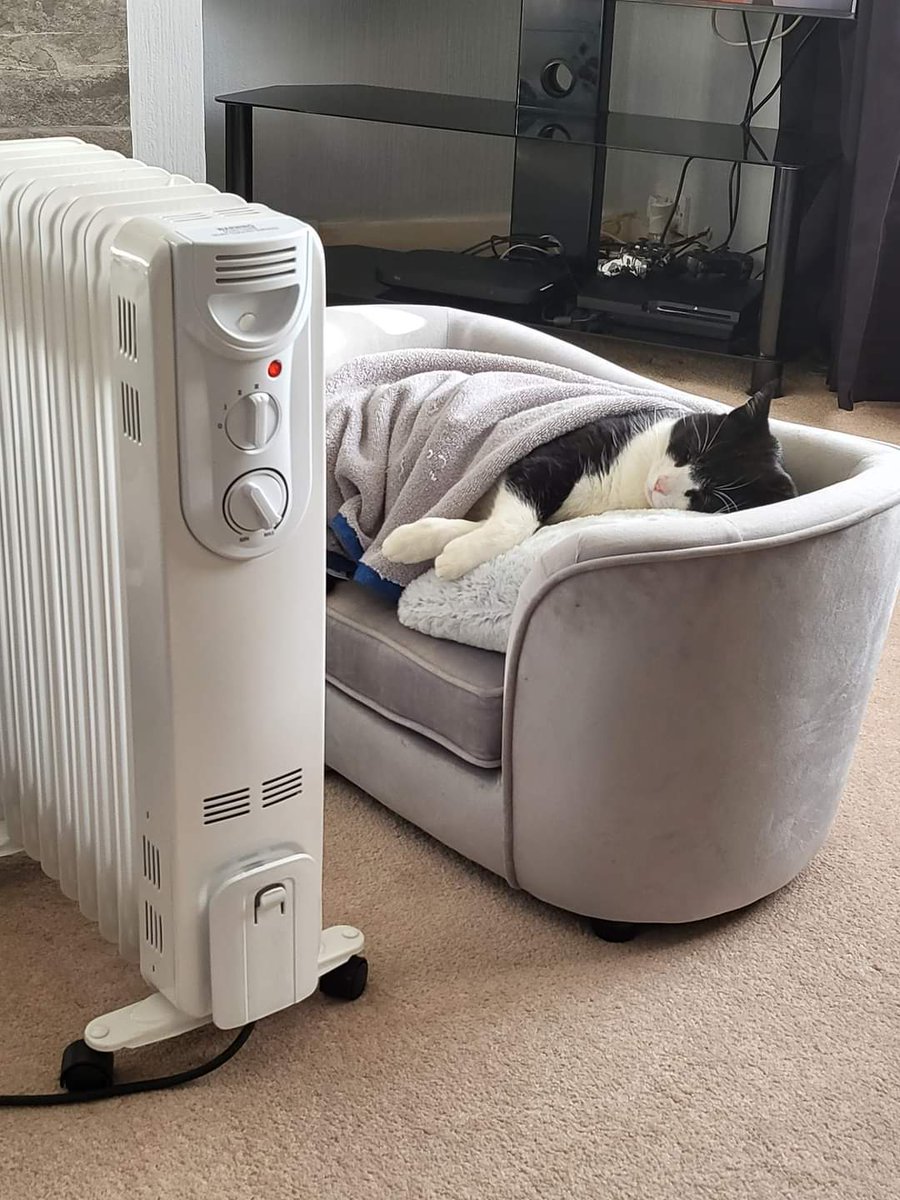 Why you should have a cat (@shouldhavecat) on Twitter photo 