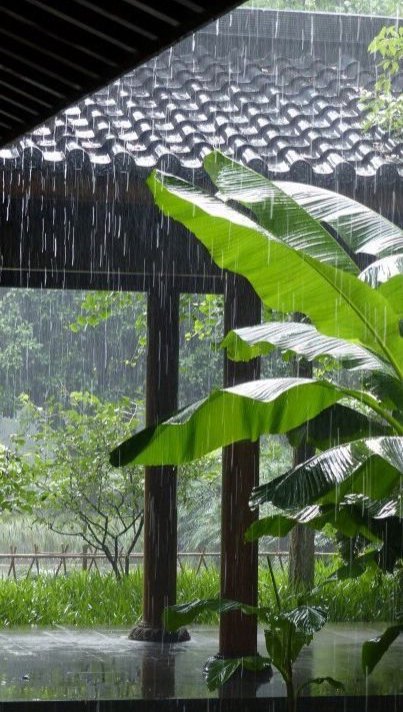 bushizhizhang1's tweet photo. 雨打芭蕉闲听雨~ https://t.co/MFGoFyobrH