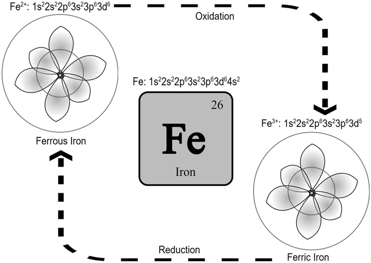 mera_cordero's tweet image. Inhibición de la ferroptosis: una posible diana terapéutica para el síndrome neurológico #longovid
La ferroptosis se puede clasificar como un nuevo tipo de muerte celular que depende de la peroxidación lipídica y se caracteriza por la contracción mitocondrial