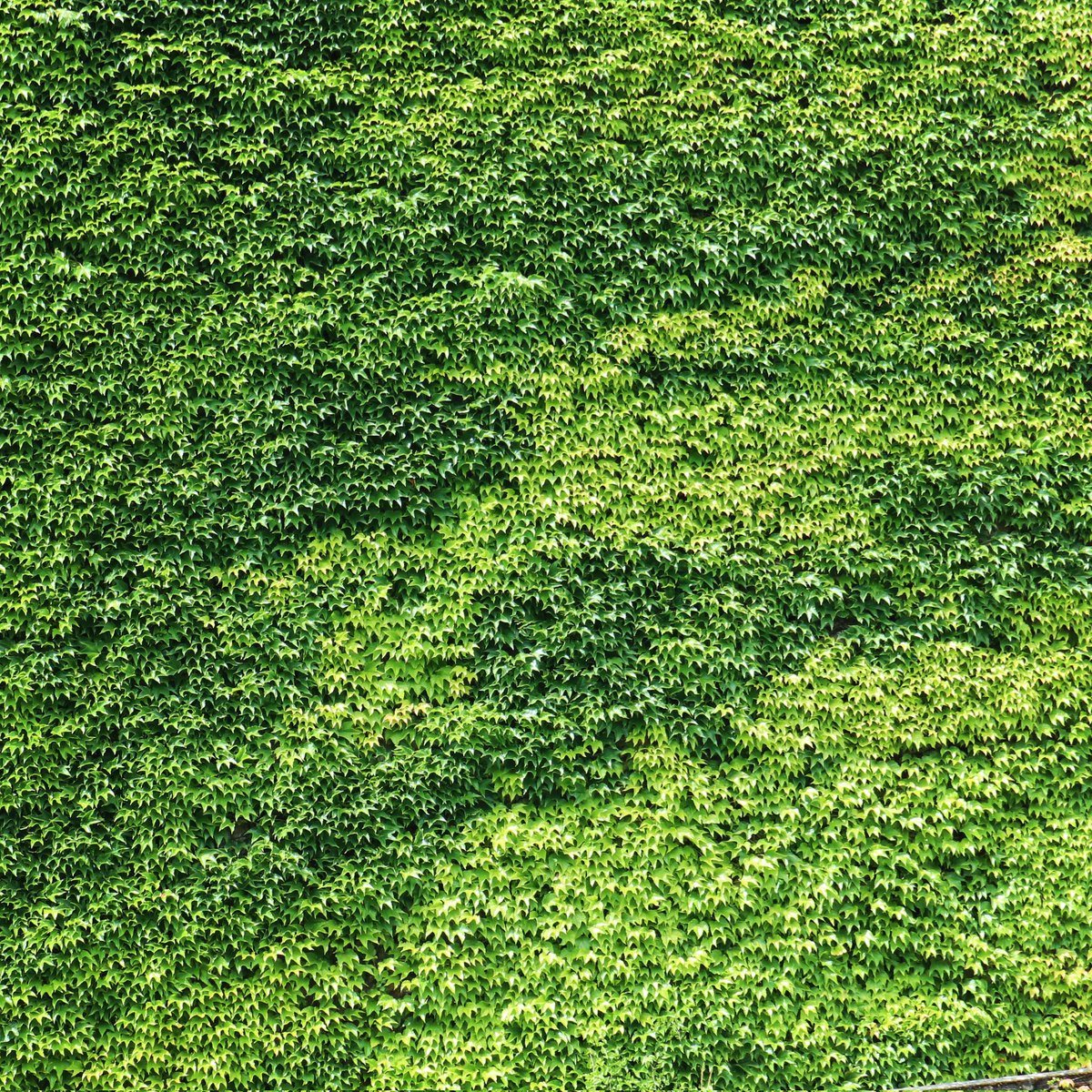 wimensing's tweet photo. Green Wall

#green #wall #common #ivy #hedera #helix #klimop #nature #natuur #cityscapes #luxembourg #luxemburg 

#shotonmycanon #eosm100 #eos #m100 https://t.co/KQXYhAXi9G