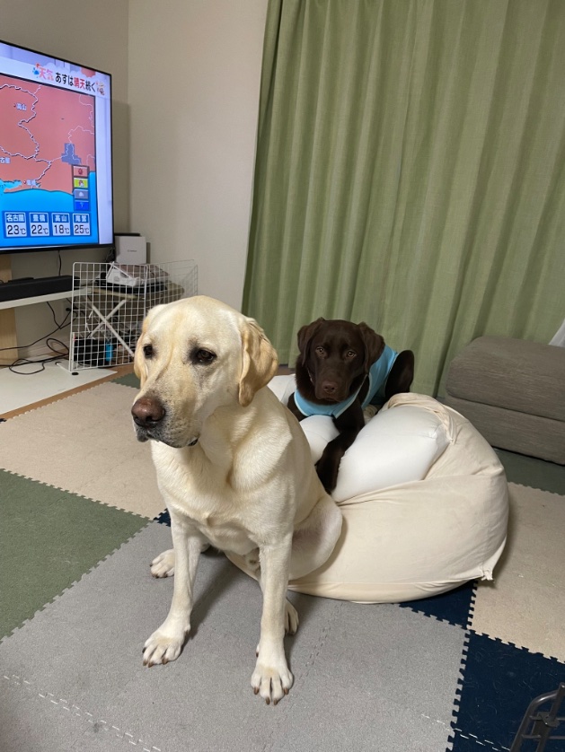 tetsumabo's tweet photo. @torigapipipi イエローがたろ🐶3歳
チョコがちこ🐶1歳
仲良し兄弟です✨
宜しくお願いします🐶 https://t.co/F0nwSPgcqh