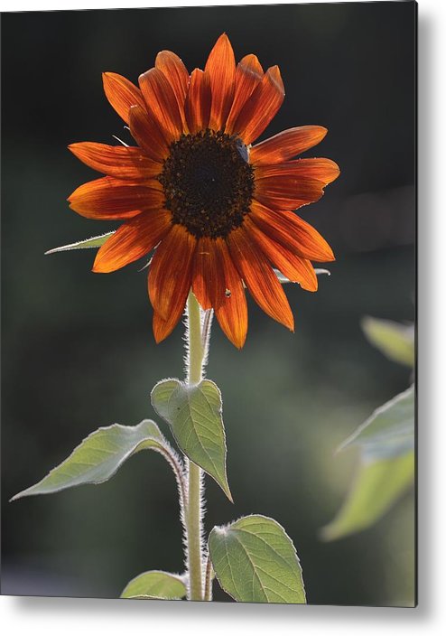 JosephWalmsley2's tweet photo. Sunflower Metal Print

Available Here: https://t.co/SGRVUZPdgA

Thanks for Looking! Have a Nice Day! 🙂

#BuyIntoArt #AYearForArt #photographylovers #Flowers #nature #Sunflowers https://t.co/MIYiZRFlyj