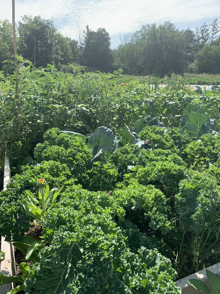 As part of the Canada Summer Jobs program, I had the pleasure of visiting the Afri-Can FoodBasket, a community based non-profit organization that has been at the forefront of championing Food Justice since 1995 #CSJ2023 #HRBC