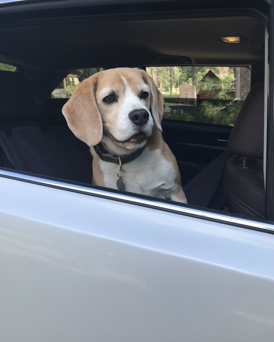 Beagle Facts tweet media