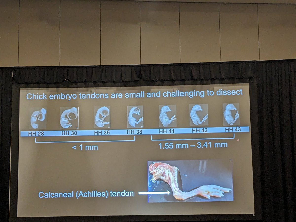 Dr. Catherine Kuo <a href="/KuoLab/">Catherine K. Kuo, Ph.D.</a> giving the 1st keynote on Inspiring tendon therapeutic strategies with developmental mechanobiology

Fascinating work and a great example of the diversity of topics being presented at #ASB2023 this year!
