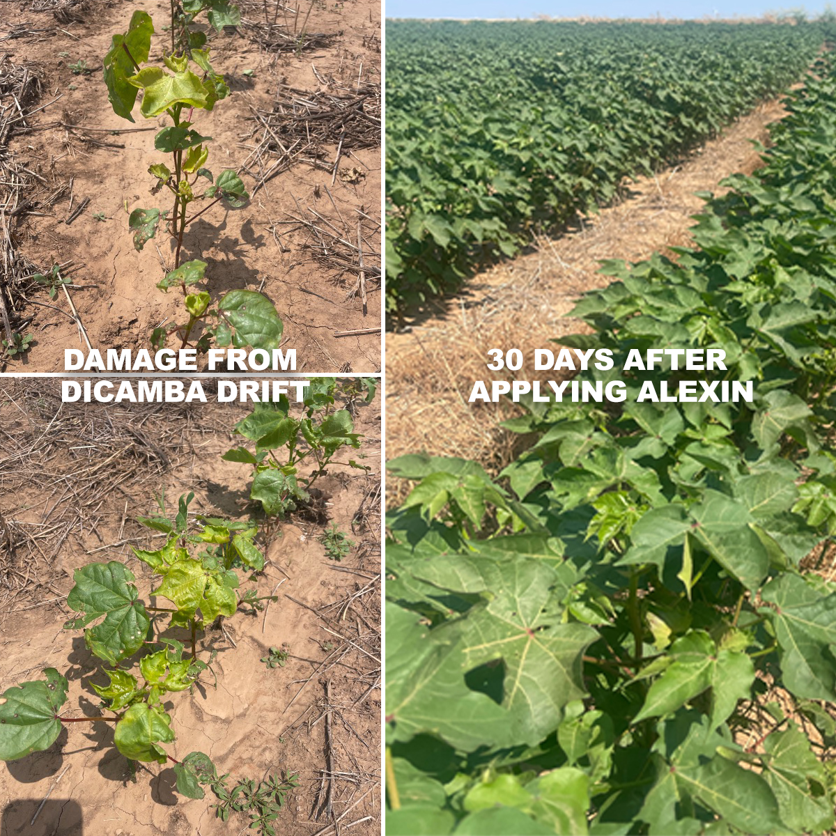 NutriAg's tweet image. 🌾 Grower hugs are the best! When Dicamba drifted in &amp;amp; damaged cotton, we sprang into action with Alexin to beat the stress &amp;amp; protect yield. Being activated by PAC &amp;amp; ACE, resulted in a more resilient crop that quickly recovered. See results just 30 days later! 🌱 #Alexin #Nutriag