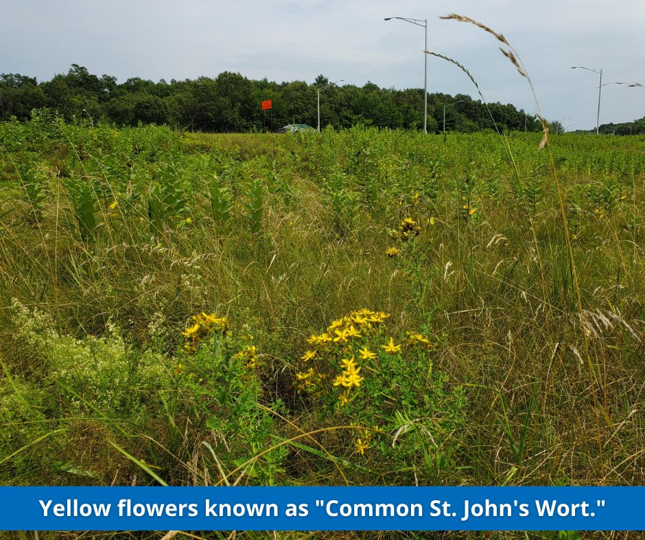 CTDOTOfficial's tweet photo. Our #PollinatorProgram is beautifying #CT! Here is the #CTDOT pollinator program in full bloom in #Middletown on Route 9 south near Exit 21. We have hundreds of locations blooming across #Connecticut. https://t.co/FukwT1kx4w